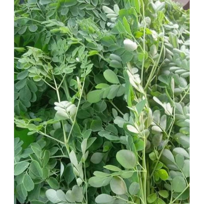 Jual 6 tangkai sayur daun kelor segar moringa meronggih organik 0bat ...