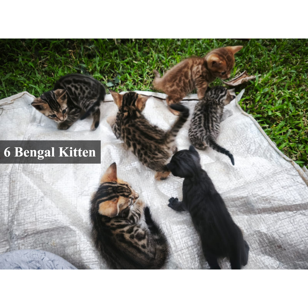 Jual Kucing Bengal - Kitten (6 kitten bengal) | Shopee Indonesia