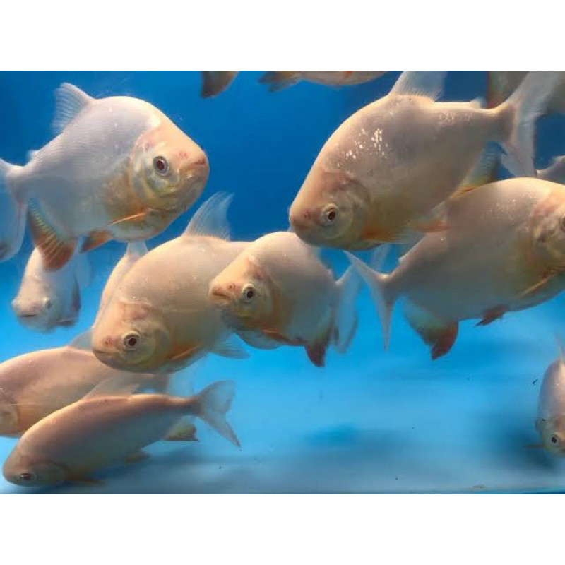 Jual albino / pacu albino 16-17cm | Shopee Indonesia