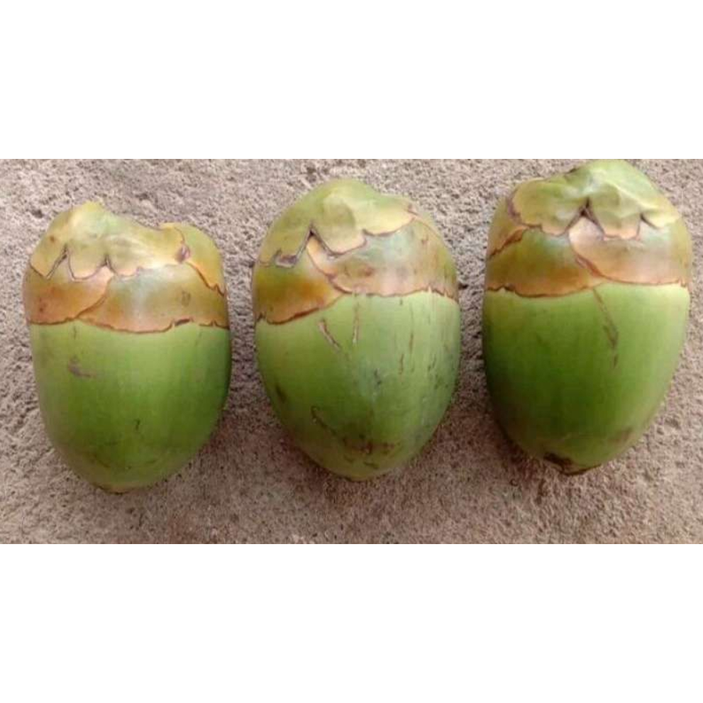 Jual Beluluk / tembuluk Buah Kelapa Kecil Tembuluk per 10 biji | Shopee ...