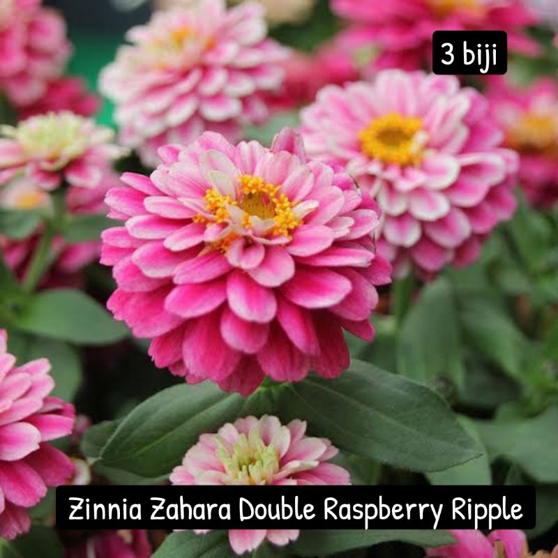 Jual Zinnia Zahara Raspberry Ripple - isi 3 biji | Shopee Indonesia