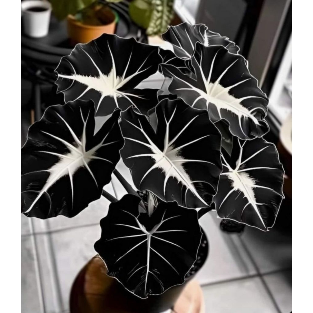 Jual ( BISA COD ) Caladium Black White Lava Keladi Hias Black White ...