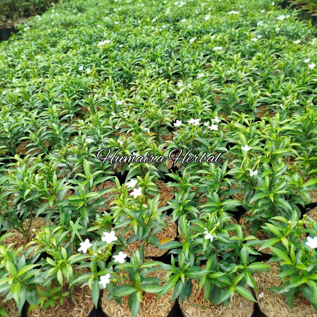 Jual Tanaman Rombusa Mini/Saberna Mini Tanaman/Pohon Hias | Shopee ...