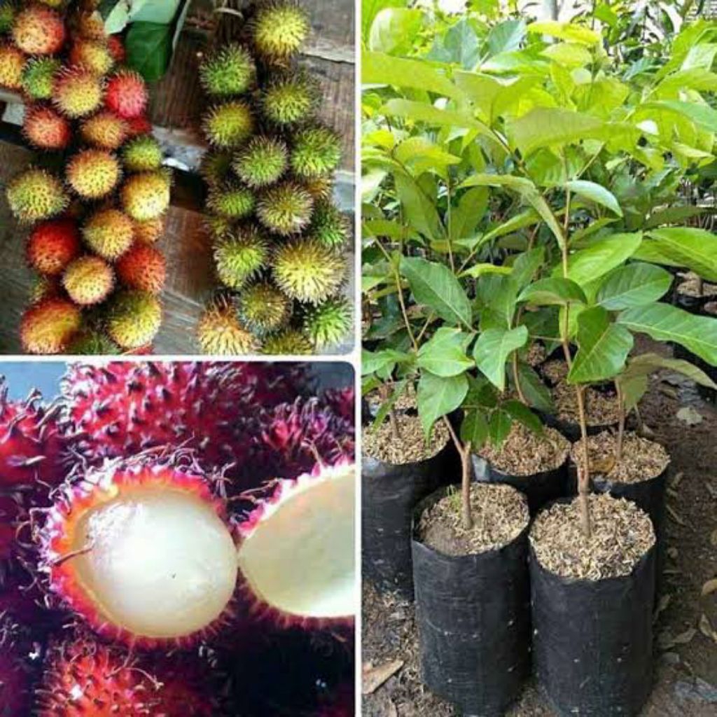 Jual Rambutan Rapiah Terlengkap & Harga Terbaru Juni 2026 | Shopee ...
