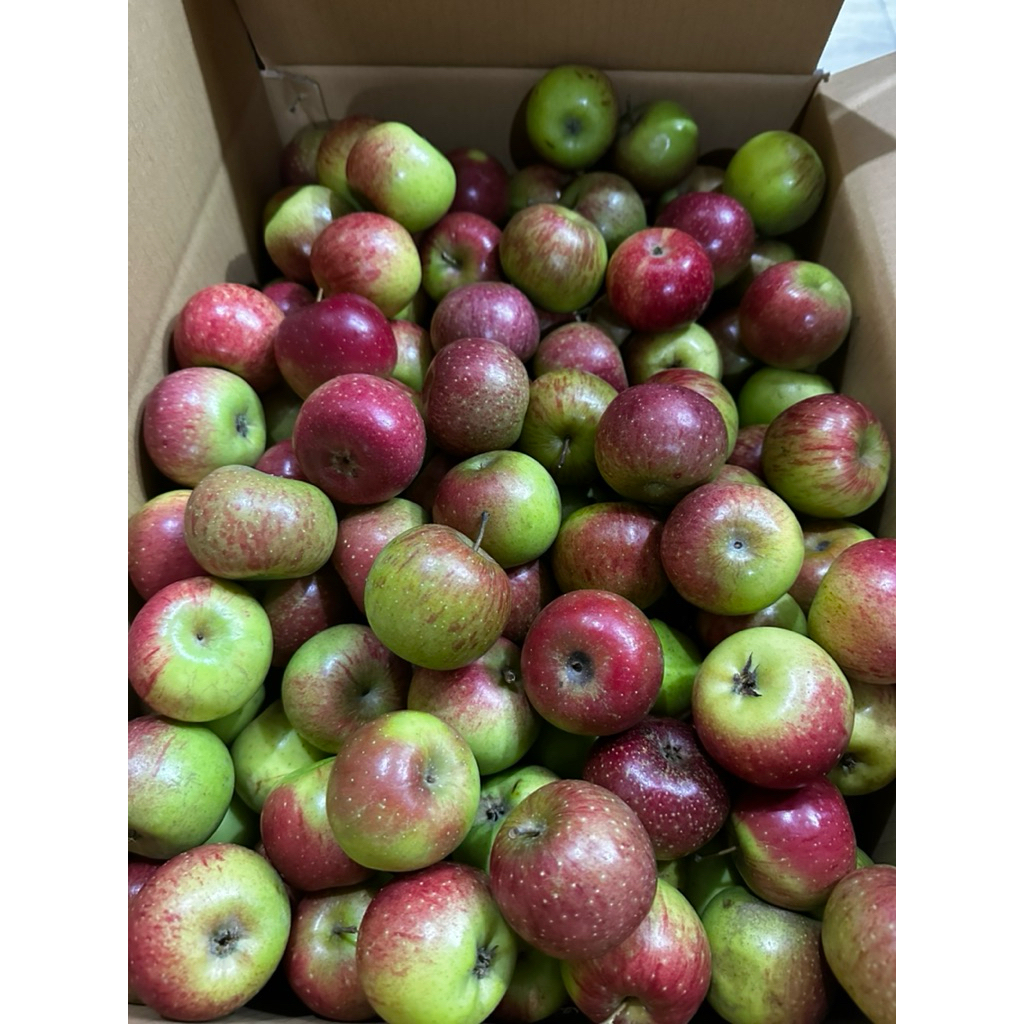 Jual Apel Malang Rome Beauty Besar ukuran 8-11 buah | Shopee Indonesia