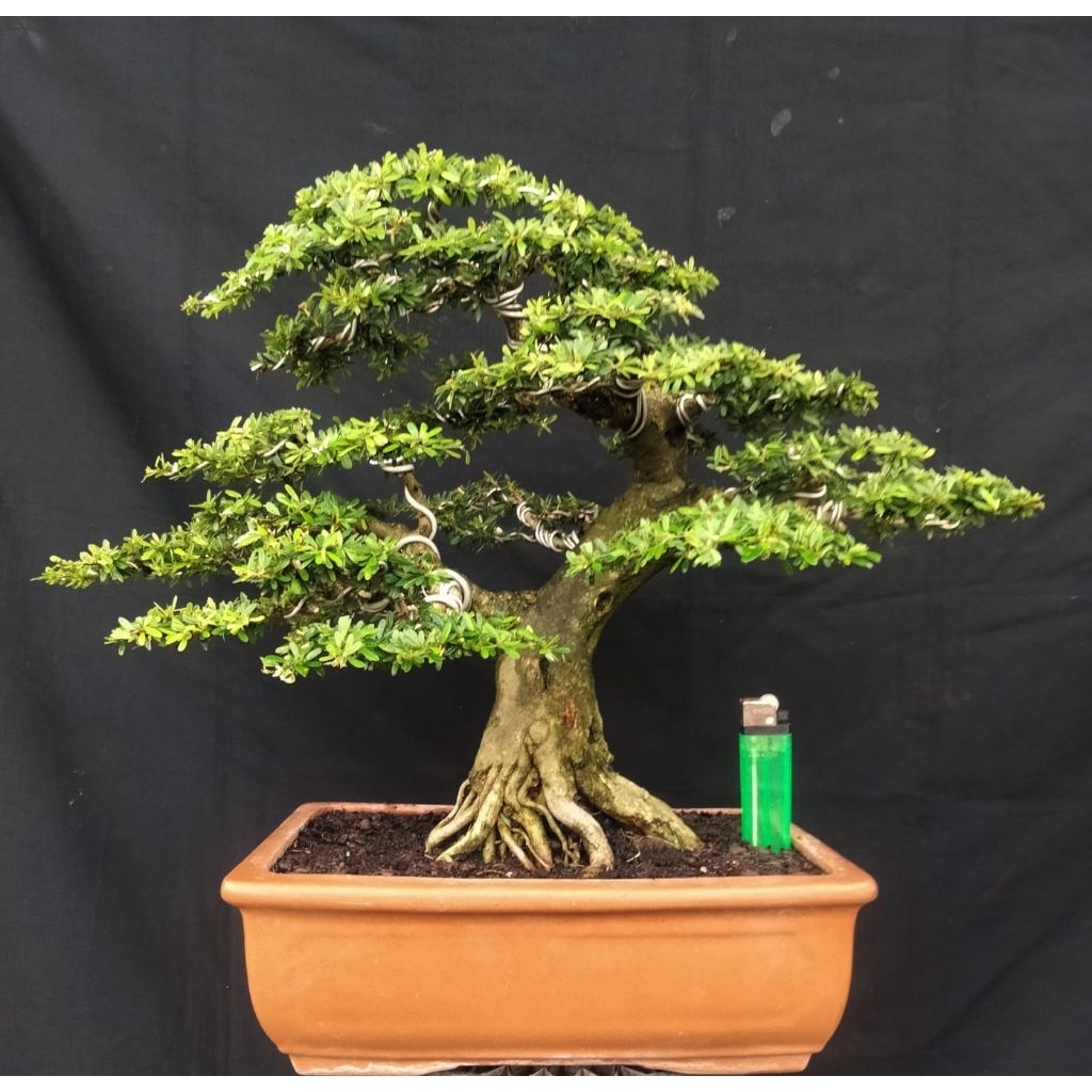 Jual Bonsai saeng simbur super mikro vietnam rajin berbunga | Shopee ...