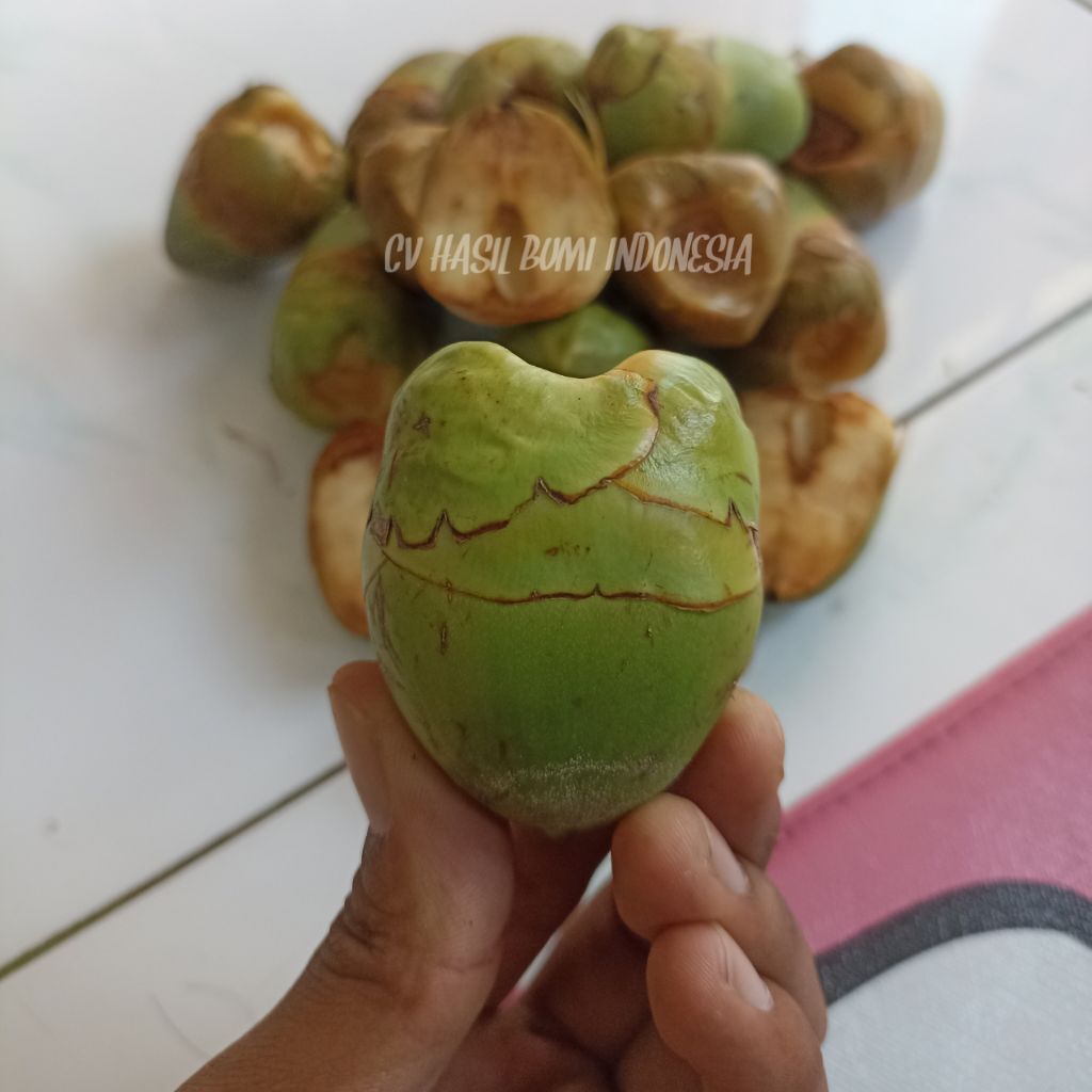Jual Tembuluk buah kelapa kecil segar Beluluk kelapa pentil buruluk ...