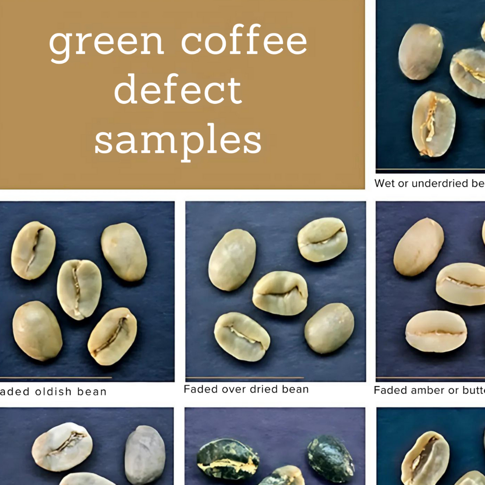 Jual Poster Coffee Bean Defect Chart A2 - Green Bean Classification ...