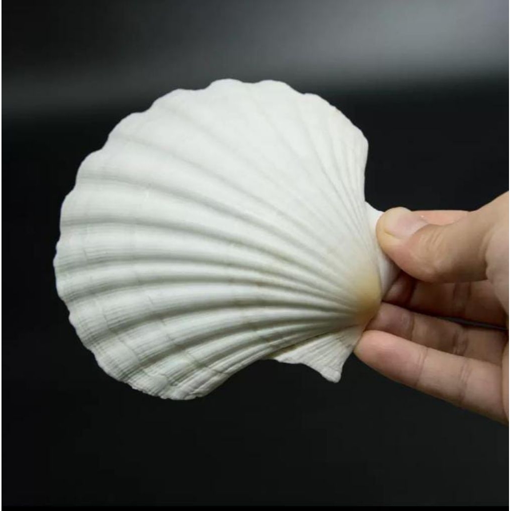 Jual Kerang Kipas Besar | Kerang laut Asli | Kerang Koleksi | Shopee ...