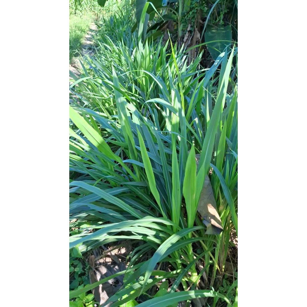 Jual Bibit rumput odot pakan ternak 1Kg | Shopee Indonesia