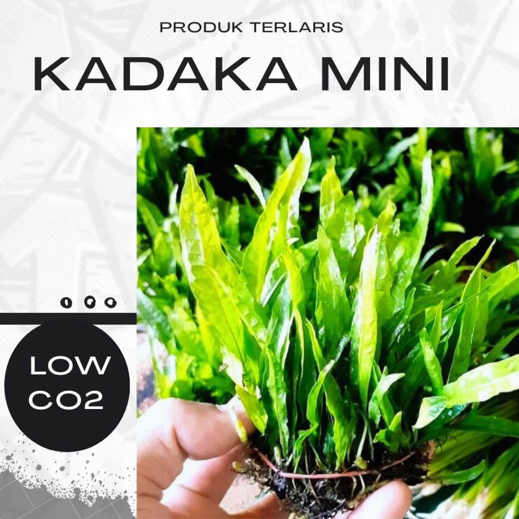 Jual Kadaka Mini Tanaman Aquascape | Shopee Indonesia