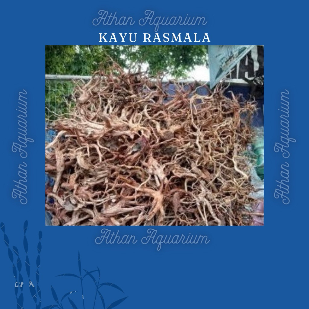 Jual Kayu Aquascape/Kayu Rasmala Size S motif lurus berkualitas (RANDOM ...