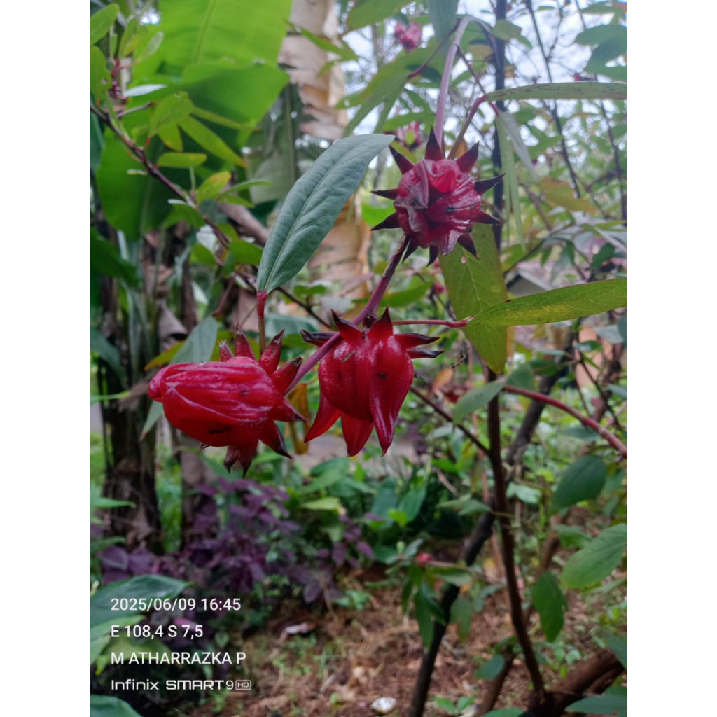 Jual bunga Rosella segar 100 gram | Shopee Indonesia