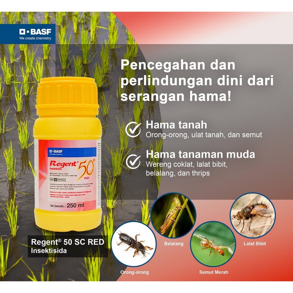Jual Insektisida Plus ZPT Regent RED 50 SC 100ml Regent Merah 50SC 100 ...