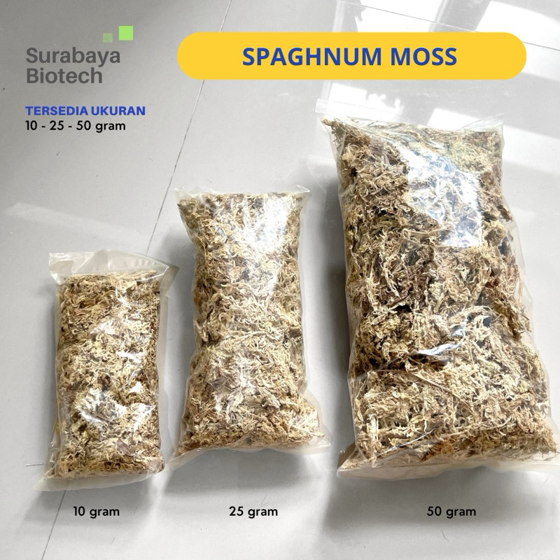 Jual Sphagnum Moss putih - lumut hidup media tanam | spagnum spaghnum ...