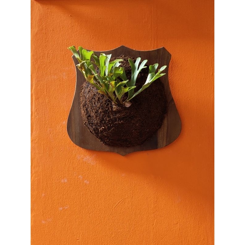 Jual tanduk rusa/Simbar/platycerium Ridleyi fullset | Shopee Indonesia