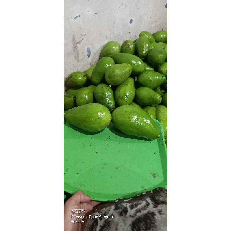 Jual Alpukat Mentega Lonjong jumbo isi 2.3.4 Tua jaminan matang 1kg ...