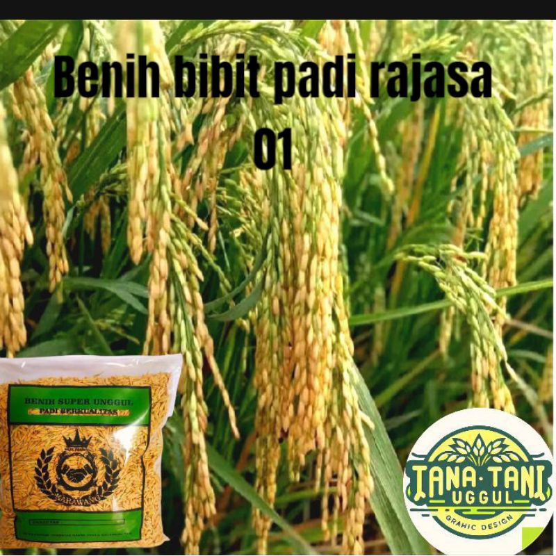 Jual Benih bibit padi rajasa 01 ,1KG | Shopee Indonesia