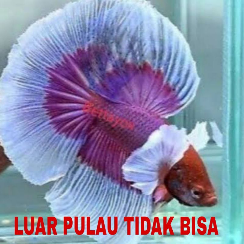 Jual TOP GRADE HALFMOON M+ M++ isi 5 ekr | Shopee Indonesia