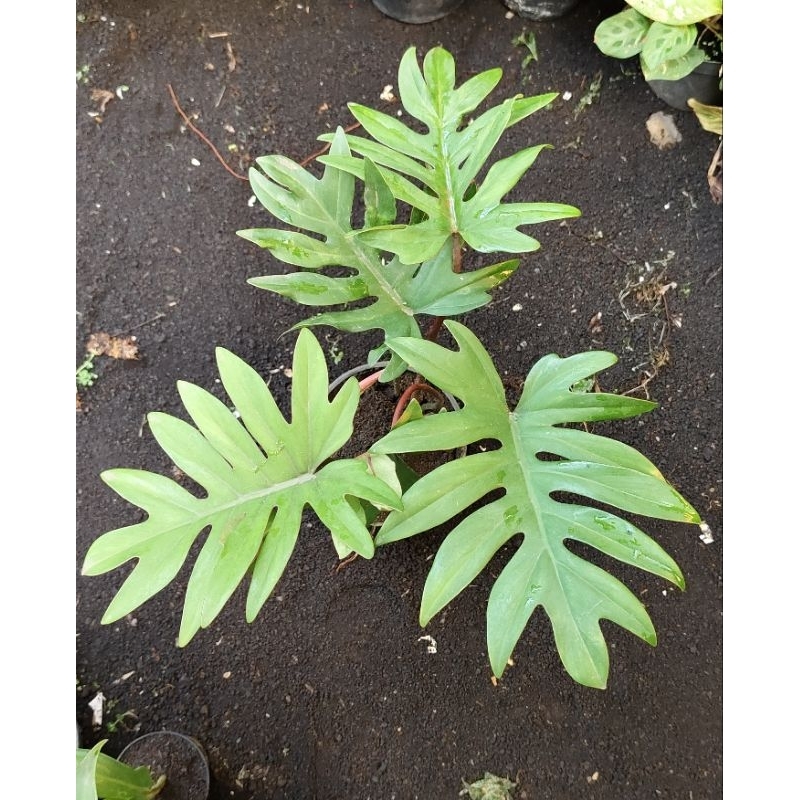 Jual PHILLO SESUAI FOTO | Shopee Indonesia