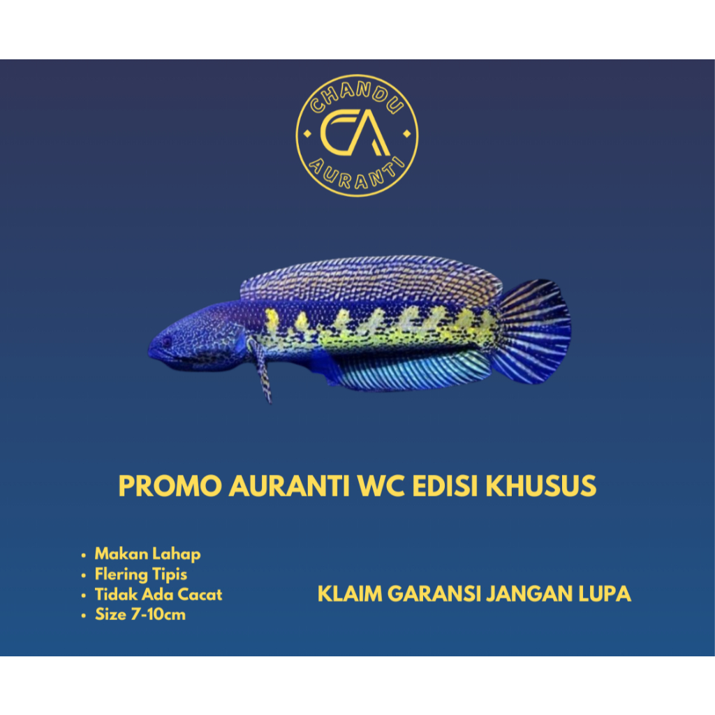 Jual CHANNA AURANTI EVENT KHUSUS CHANDU AURANTI GRADE A STOK TERBATAS