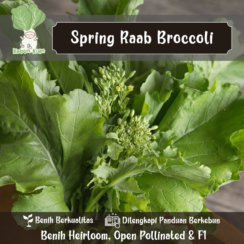 Jual 25 Biji - Benih Spring Raab Broccoli. | Shopee Indonesia