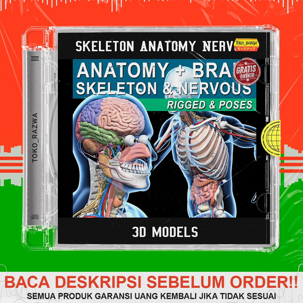 Jual 3D Models Skeleton Anatomy Nervous System Rigged 150325