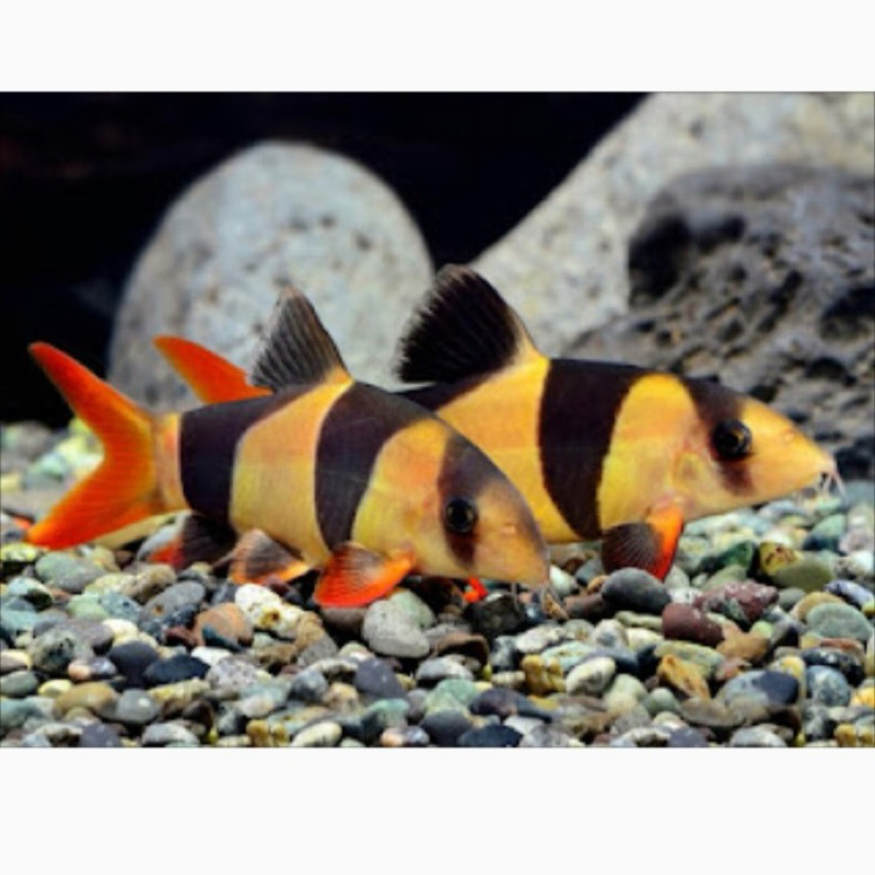 Jual Botia / Botea 14-15cm | Shopee Indonesia
