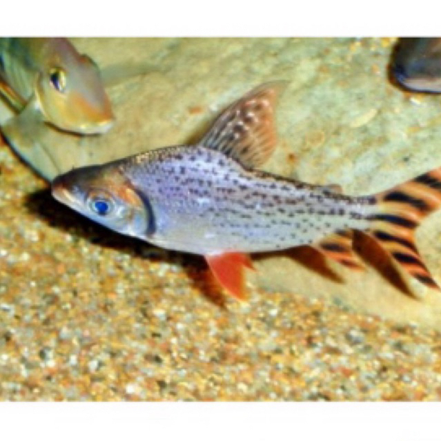 Jual IKAN RFF / Ikan Red feifeng sehat berkwalitas | Shopee Indonesia