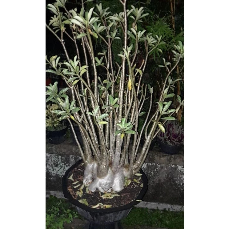 Jual Adenium Jumbo Kamboja Besar Kamboja Jepang Arabicum Adenium ...