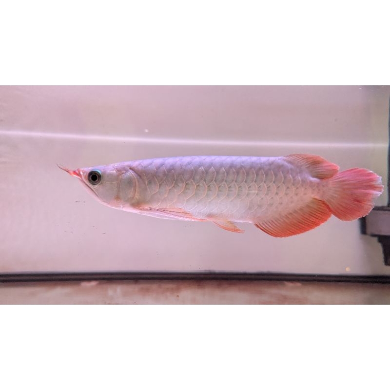 Jual Arwana Arowana Super Red 25-28cm | Shopee Indonesia