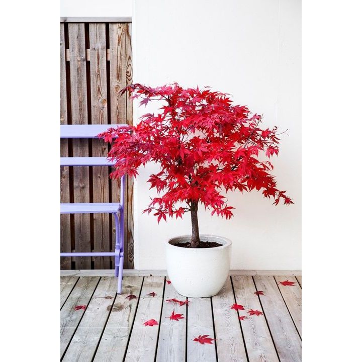 Jual Green Earth - Bibit Benih Biji Maple Tree Red Maple Pohon Maple ...