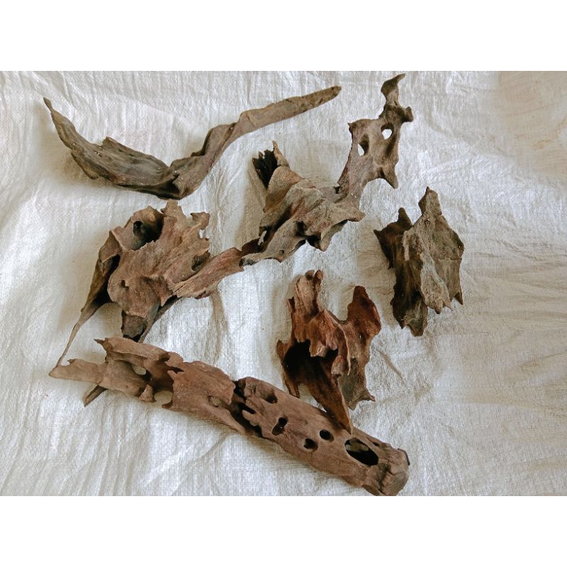 Jual RENTEK ATAU POSIL UNTUK KEBUTUHAN AQUARIUM | Shopee Indonesia