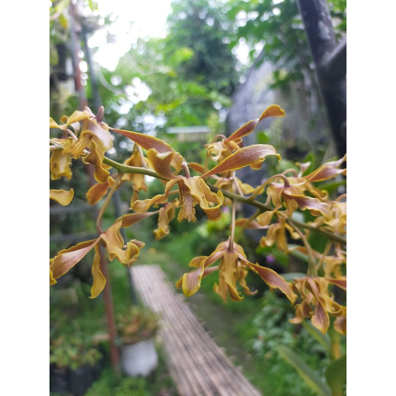 Jual Botolan Anggrek Dendrobium sylvanum | Shopee Indonesia