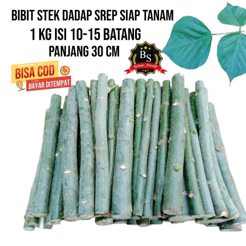 Jual 1 KG BIBIT DADAP SREP SIAP TANAM Pj 30 CM | Shopee Indonesia