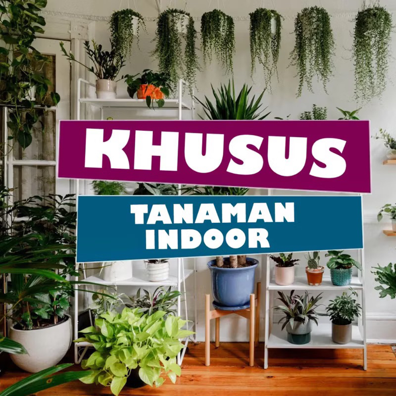NEW Tanaman hias indoor murah - KHUSUS PRODUK INDOOR Tanaman hias meja ruang Tanaman hias