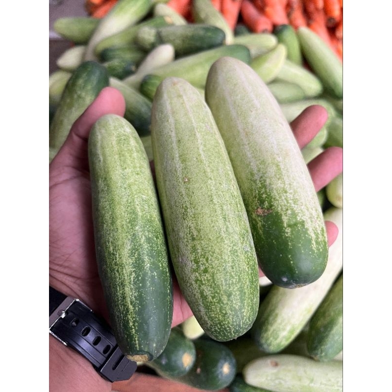 Jual Timun Segar 500 gram / 1 kg | Shopee Indonesia