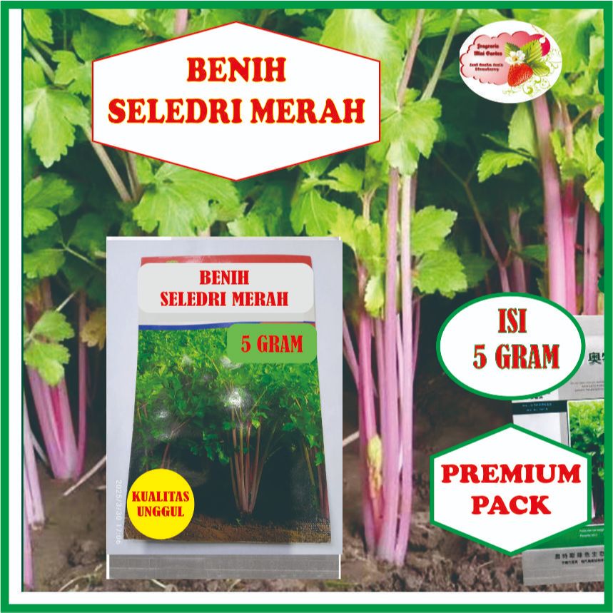 BENIH SELEDRI MERAH ISI 5 GRAM