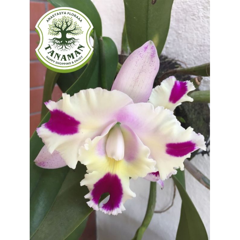 Jual A.F Anggrek dendrobium candy lolip// Tanaman hias anggrek ...