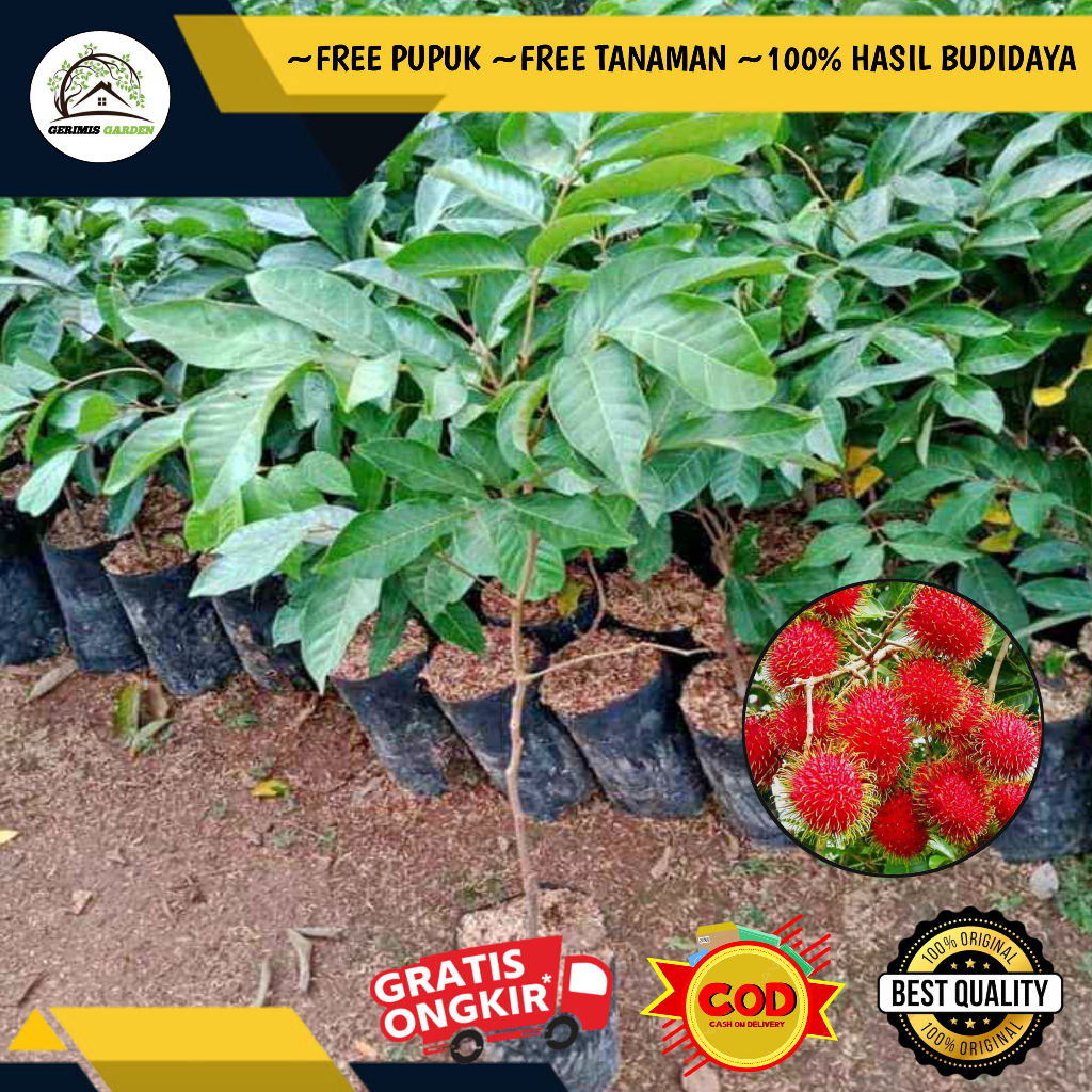 Jual Bibit / Pohon Rambutan Binjai Jaminan Berbuah | Beli 5 Free 1 ...