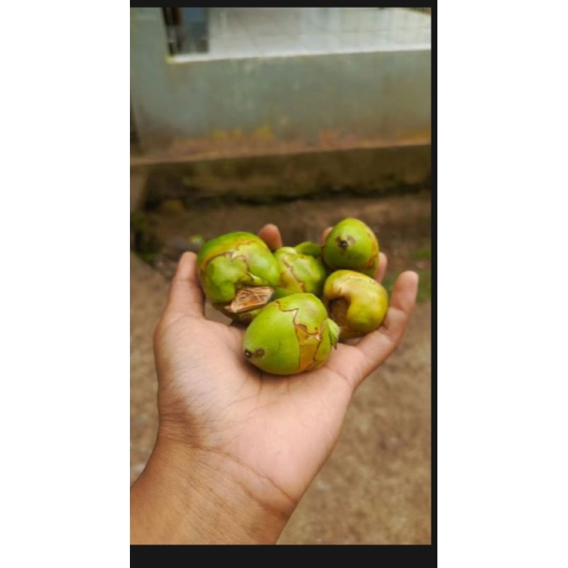 Jual Bluluk kelapa muda, atau tembuluk kelapa,( kelapa cengkir/3buah ...