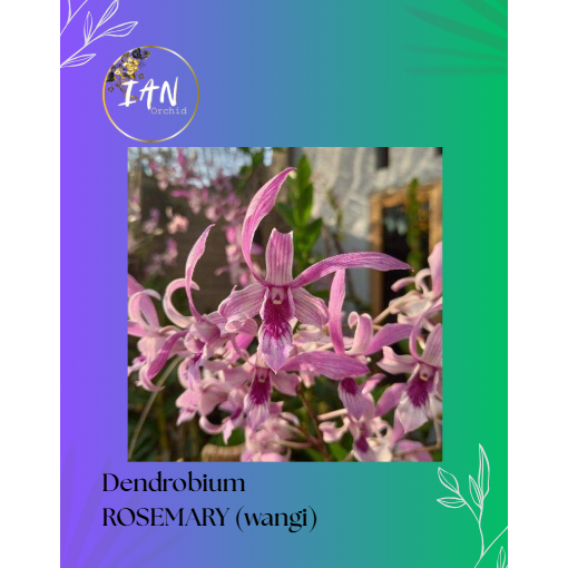 Jual Anggrek Dendrobium Rosemery - Rabbit Red Variety (SIAP BUNGA ...