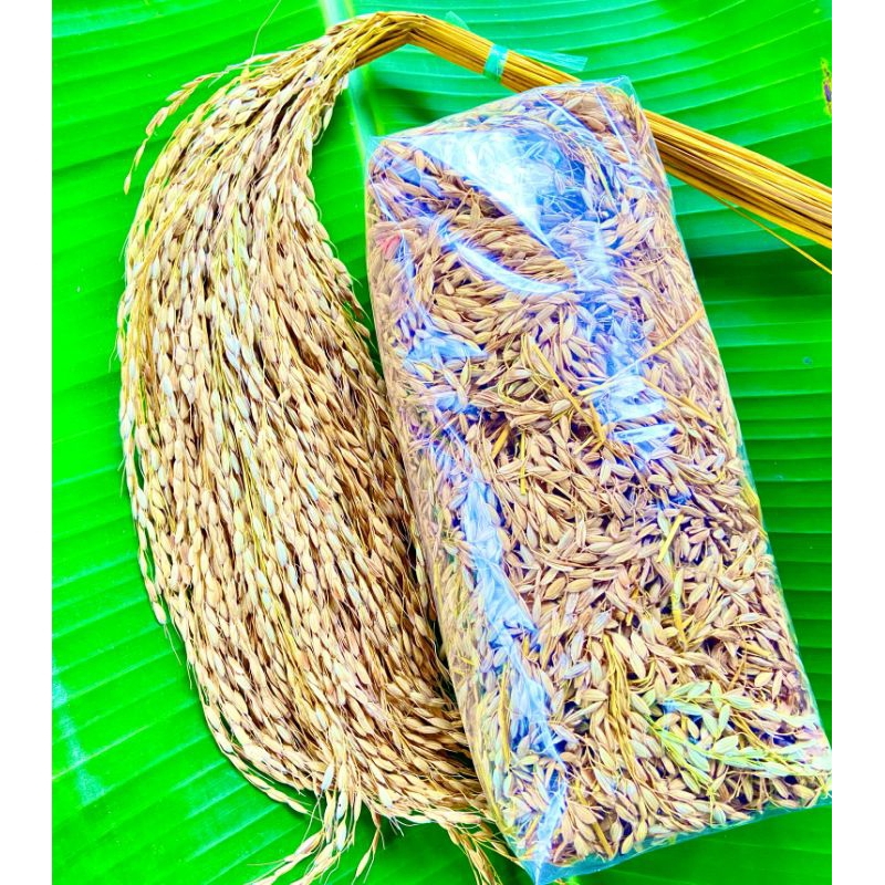 Jual padi gabah ketan hitam bulu ranggeuy batang utuh 500 gramd ...