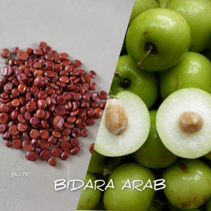 Jual BENIH/BIJI BIDARA ARAB TELAH DIKUPAS ( ISI 10 BUTIR) | Shopee ...