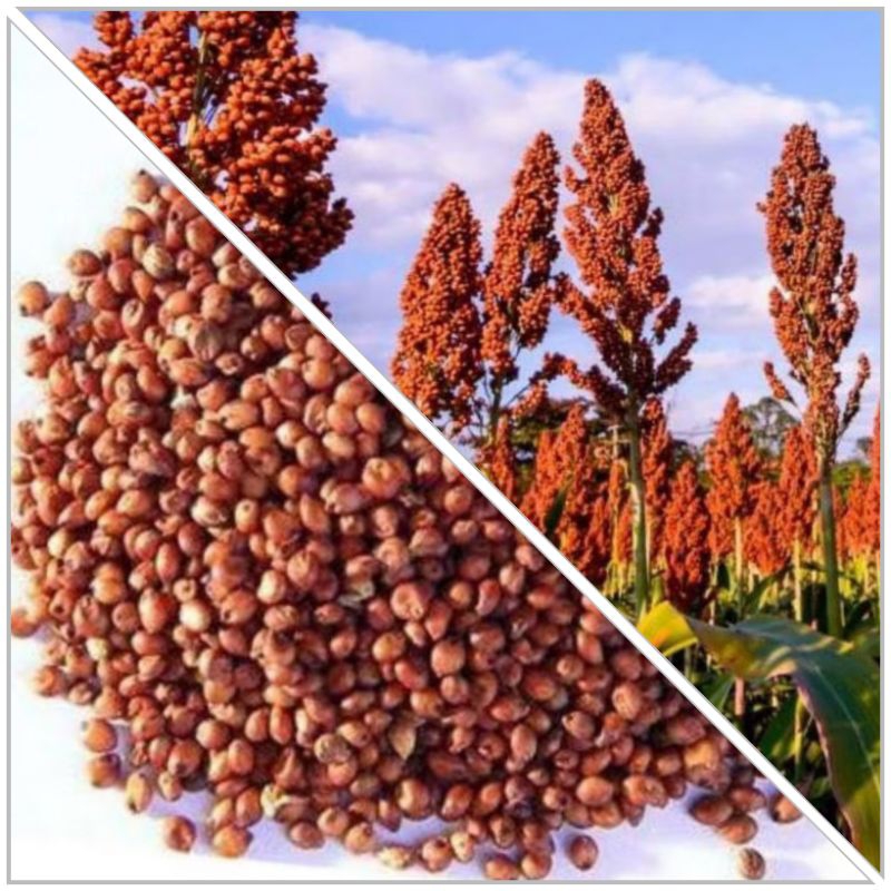 Jual BENIH/BIJI SORGUM MERAH (200 butir) | Shopee Indonesia