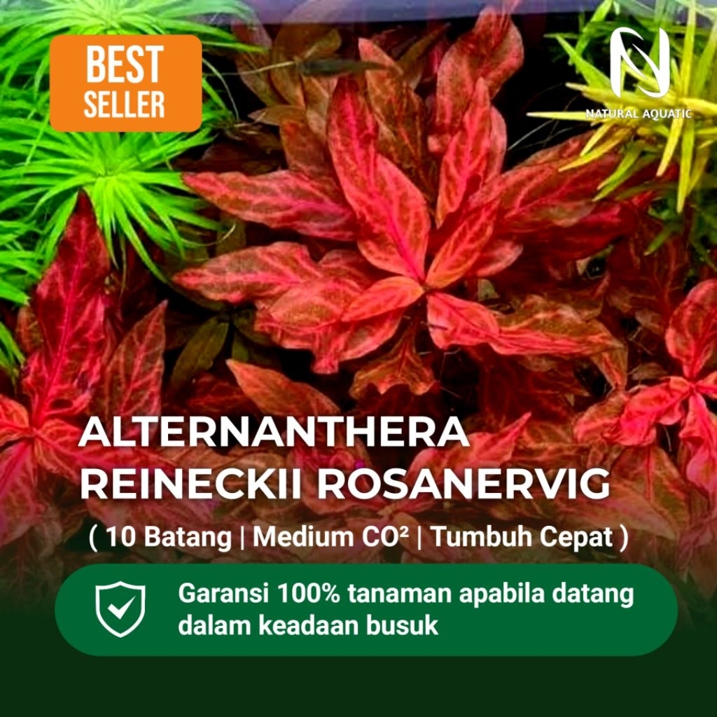 Jual Alternantera Reiniki Rosanervig 10 Batang | Tanaman Aquascape ...