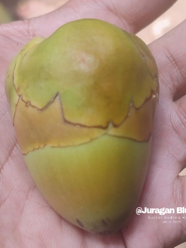 Jual Bluluk Pentil Kelapa Muda Kecil Fresh Bluruk Tembuluk Obat Herbal ...