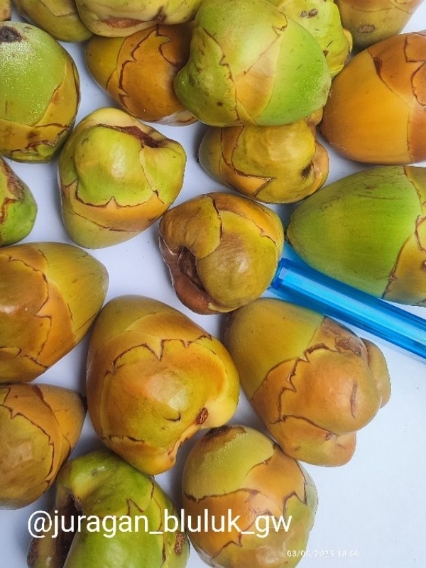 Jual Bluluk Pentil Kelapa Muda Kecil Fresh Bluruk Tembuluk Obat Herbal ...