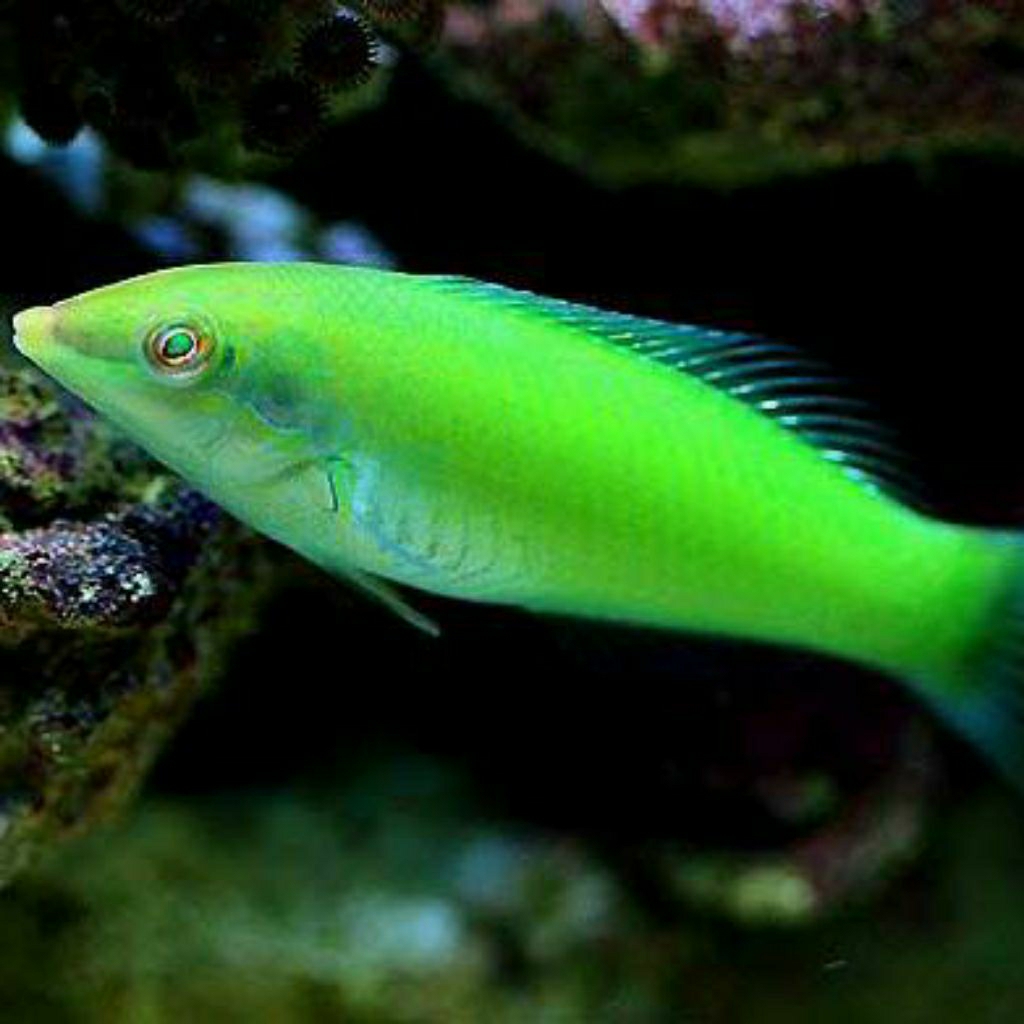 Jual IKAN HIAS LAUT KELING IJO | Shopee Indonesia
