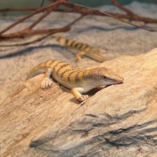 Jual Sandfish Skink / Scincus Scincus / Kadal Sandfish | Shopee Indonesia